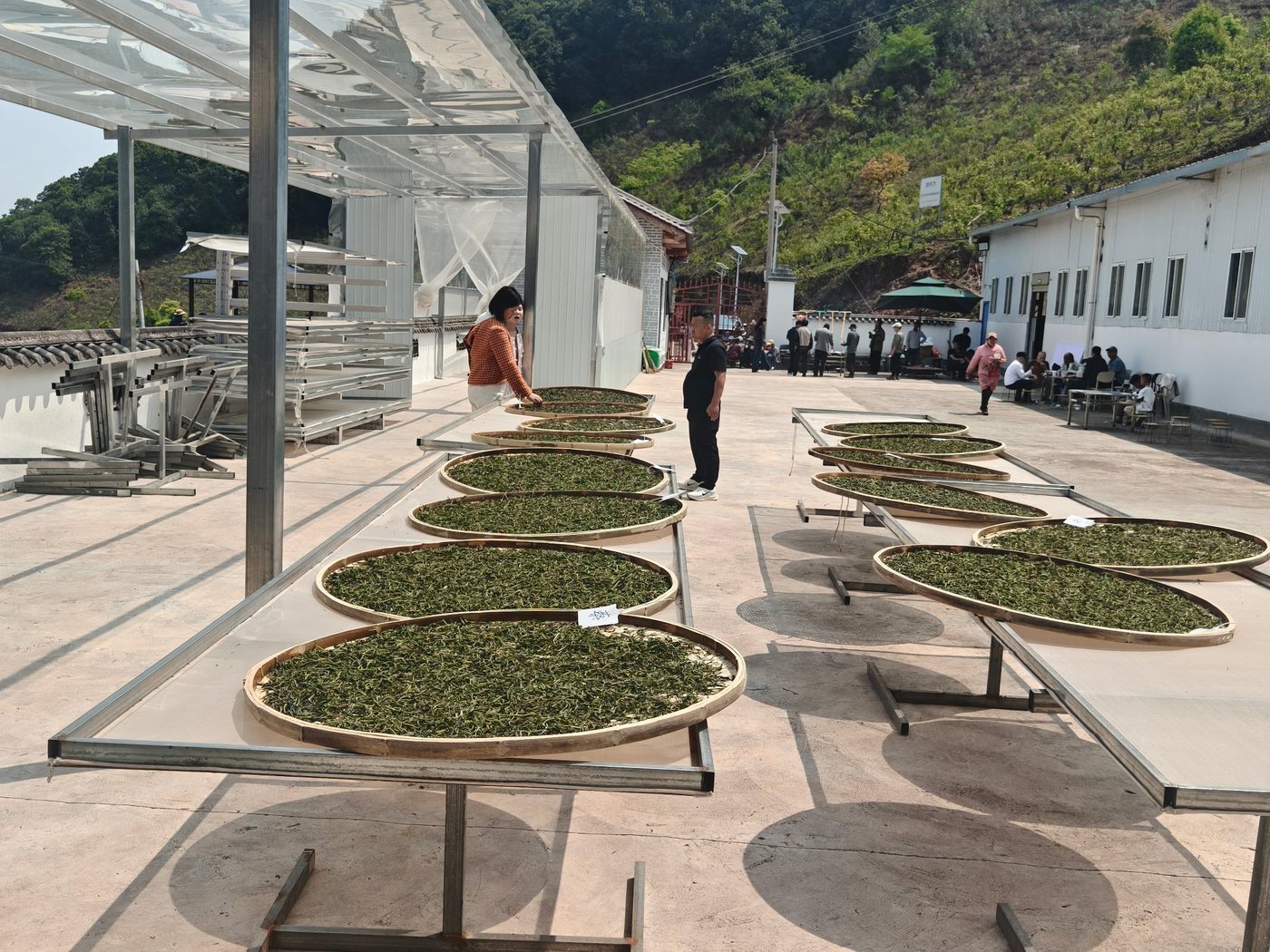 Finally the shaped leaves are sun-dried on round bamboo trays — slow, gentle, and full of the place.
