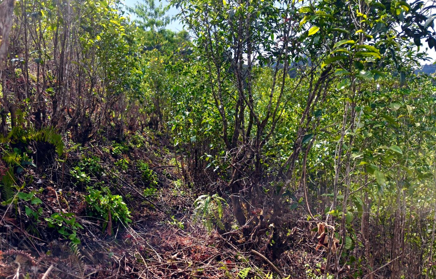 Old-growth tea garden left wild — ferns, leaf litter and shade trees kept in place, no herbicide