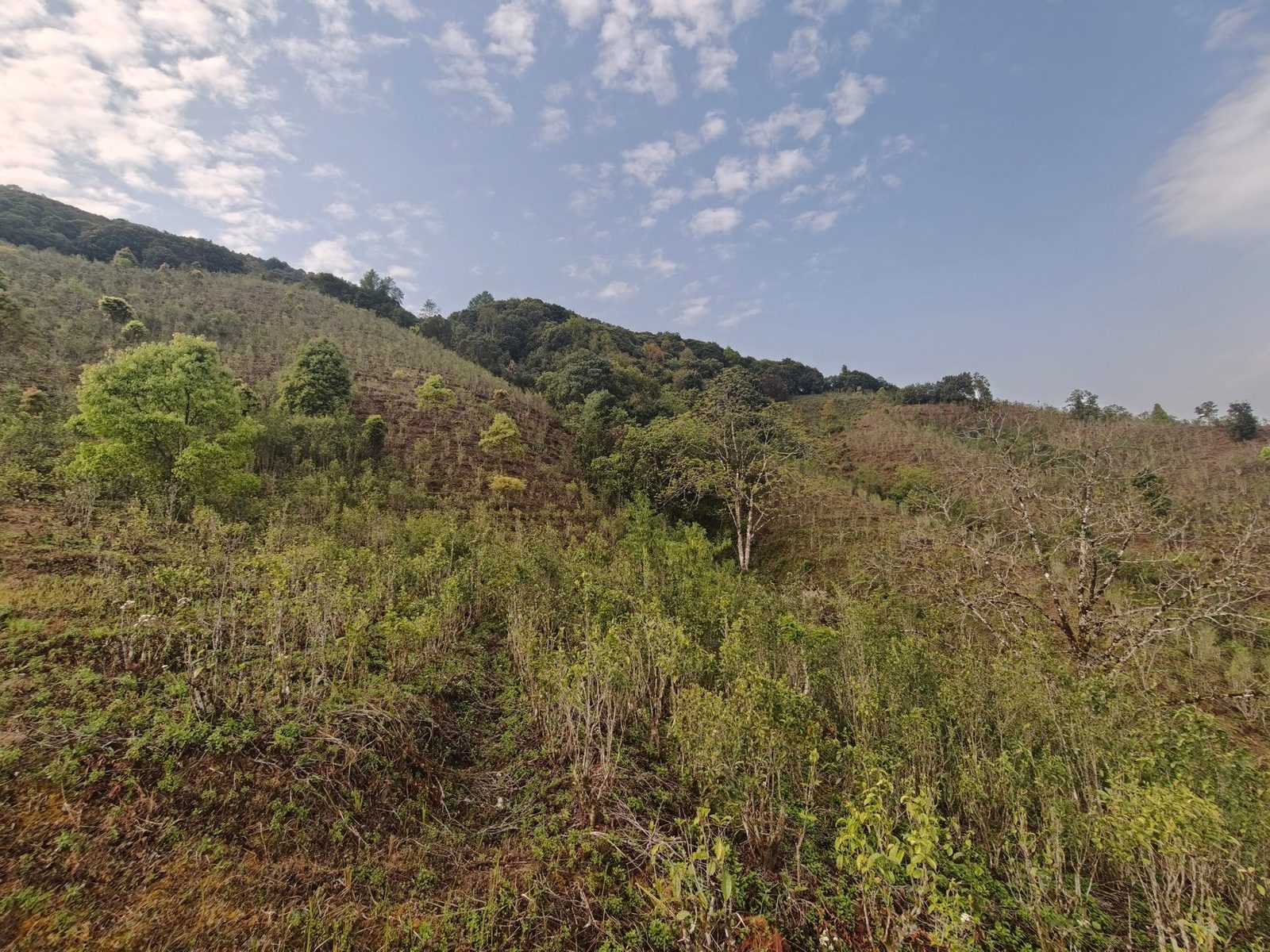 Old-growth tea forest in Zhenyuan