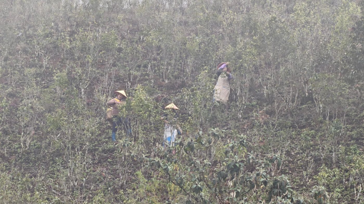 Tea pickers working in the high garden.