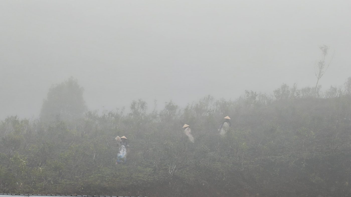 Pickers move through the ancient tea forest at first light, selecting buds and leaves one stem at a time.