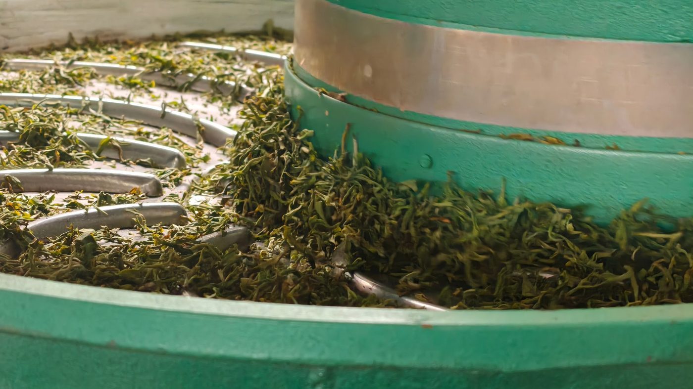 Rolling presses the leaves into the strip or pellet shape and tightens the cell walls, locking in aroma.