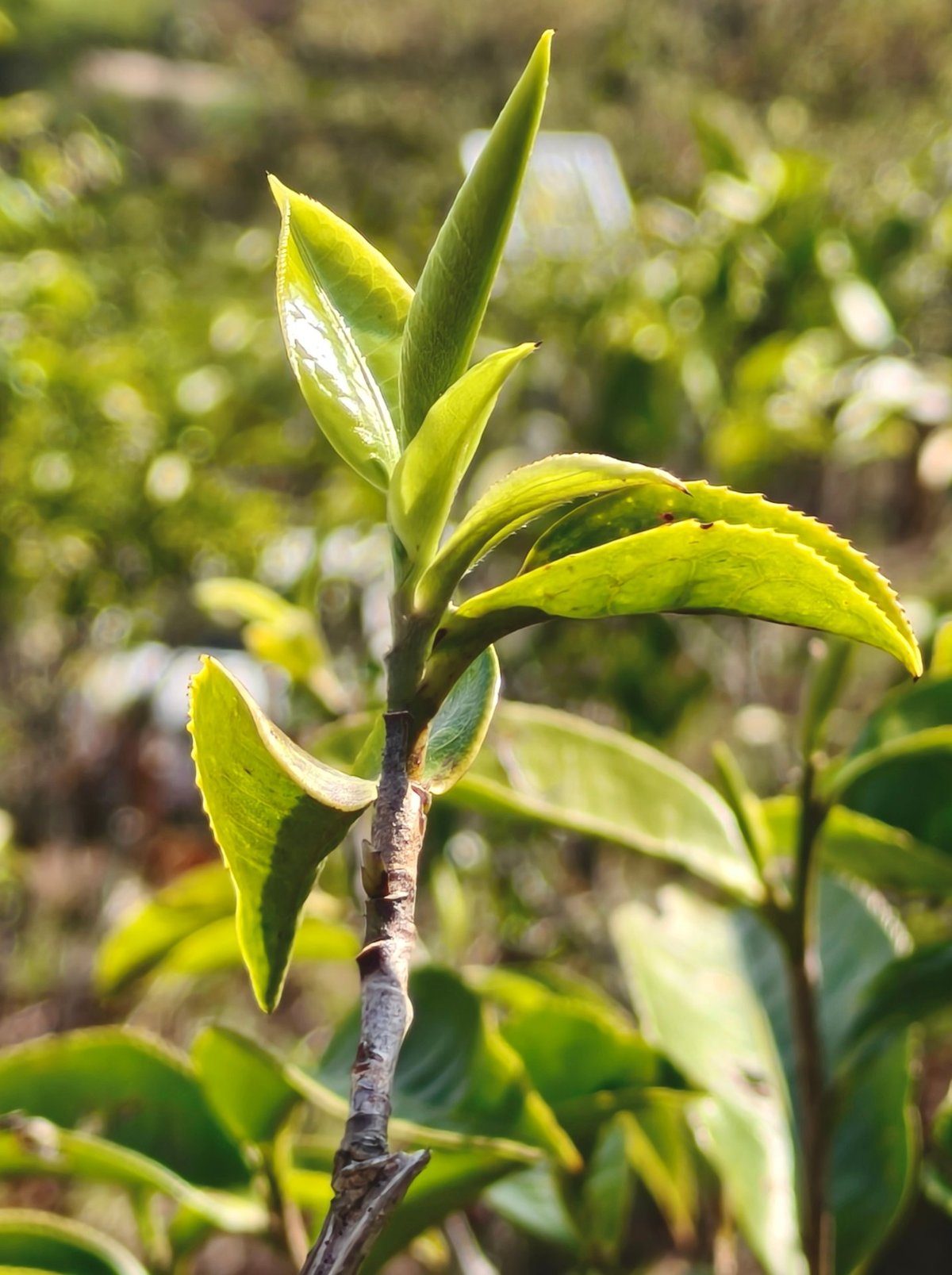 Tea bud — first flush