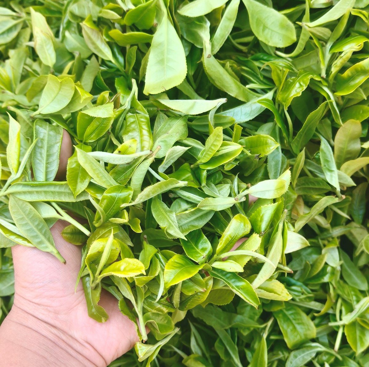Freshly picked tea leaves