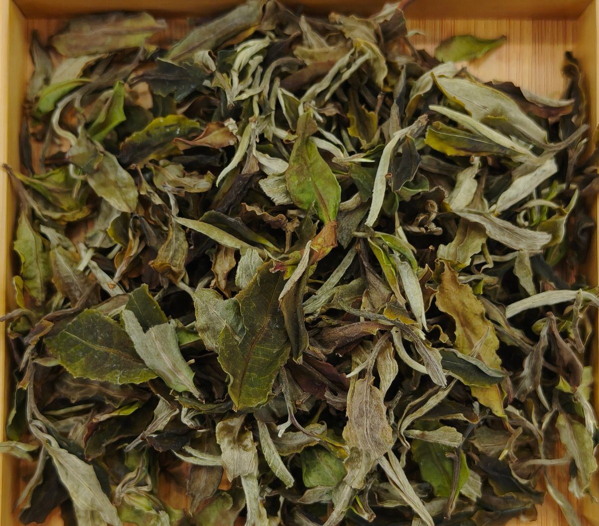 Organic White Tea — 2026 first flush