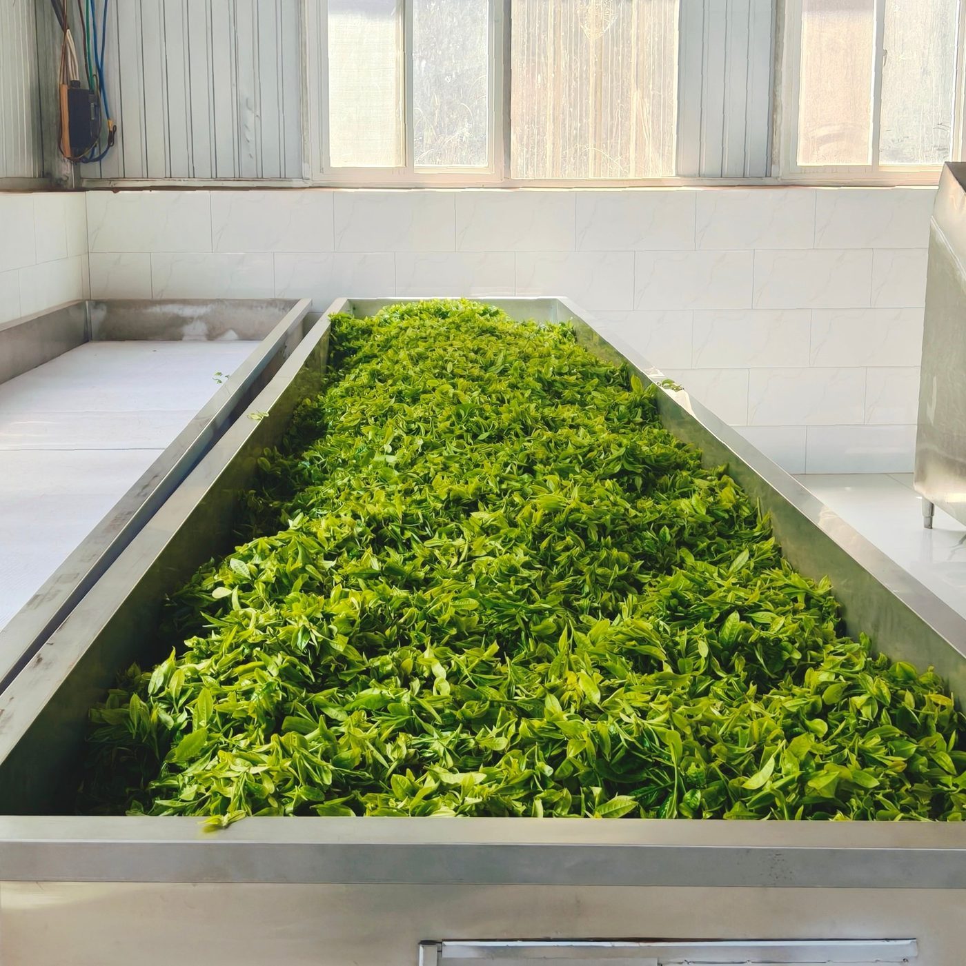 Picked leaves are spread thin and rested in a cool indoor room to lose moisture evenly — the first step of taste.